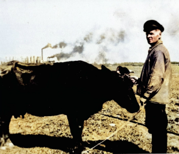  My father's father, in other words my grand father, Vassili, with the dairy cow he was permitted to keep.
